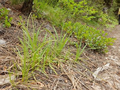 Carex concinnoides, photographed by Matt Lavin
