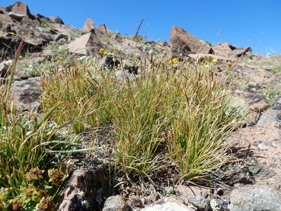 Carex elynoides, photographed by Matt Lavin