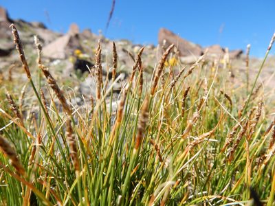 Carex elynoides, photographed by Matt Lavin