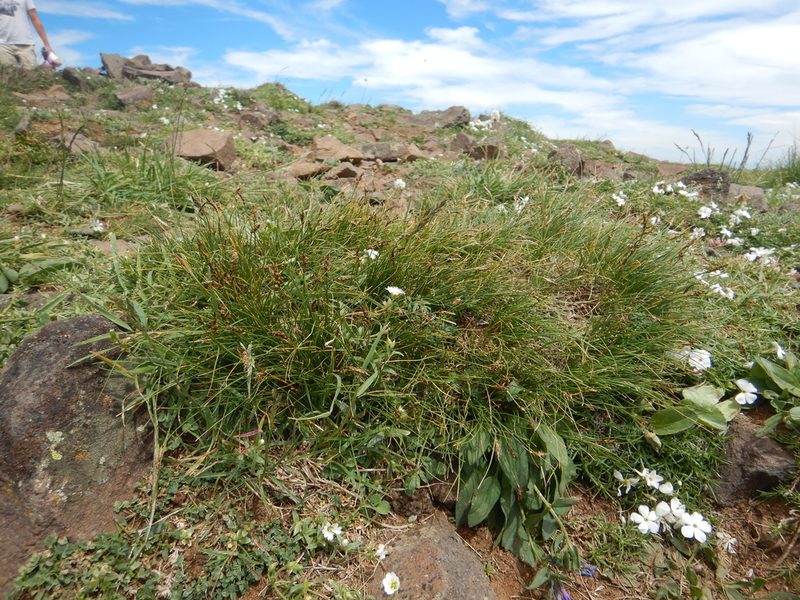 Carex elynoides, photographed by Matt Lavin