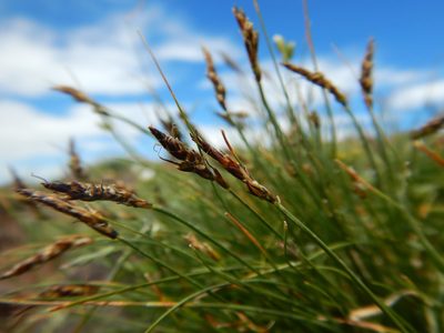 Carex elynoides, photographed by Matt Lavin