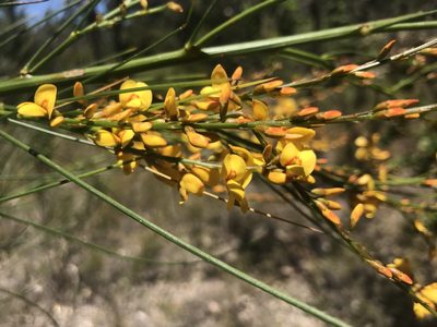 Viminaria juncea, photographed by Ann Bentley