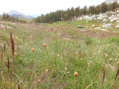 Carex illota, photographed by Matt Lavin