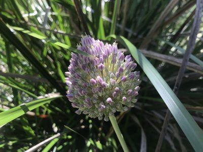 Allium ampeloprasum, photographed by Ann Bentley
