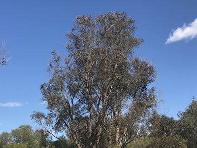 Eucalyptus rudis, photographed by Ann Bentley