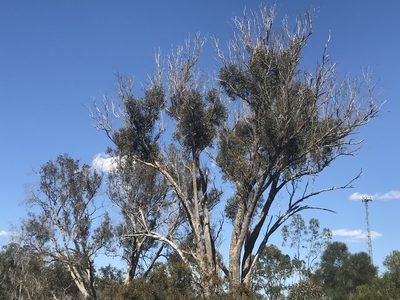 Eucalyptus rudis, photographed by Ann Bentley