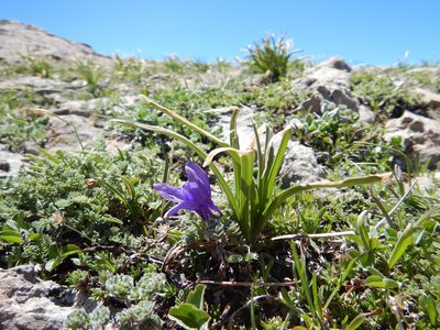 Aquilegia jonesii, photographed by Matt Lavin