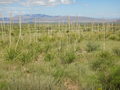Eragrostis lehmanniana, photographed by Matt Lavin