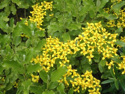Brachyglottis perdicioides, photographed by John Steel