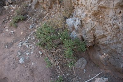 Origanum onites, photographed by Felicia Seichter