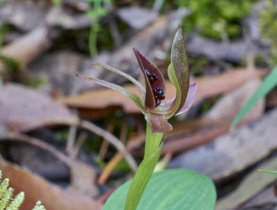 Chiloglottis grammata, photographed by Brendan Costello