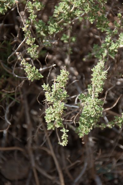 Origanum onites, photographed by Felicia Seichter