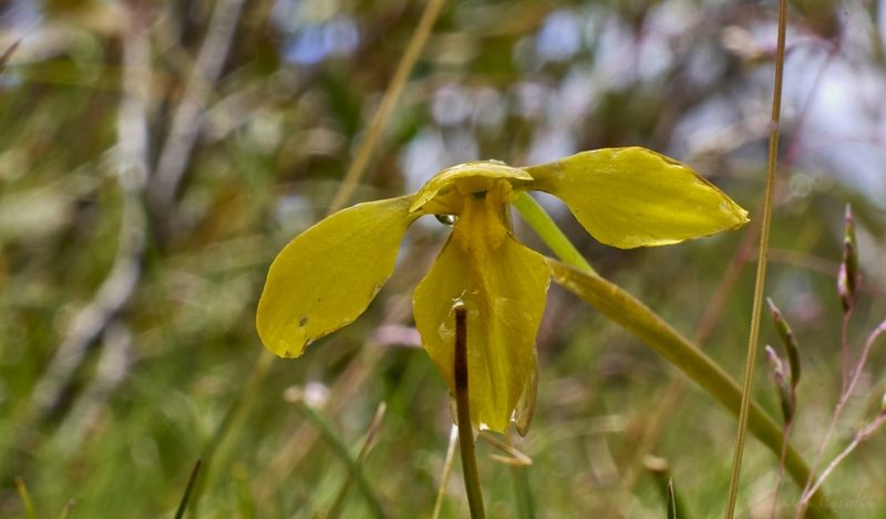 Diuris monticola, photographed by Brendan Costello