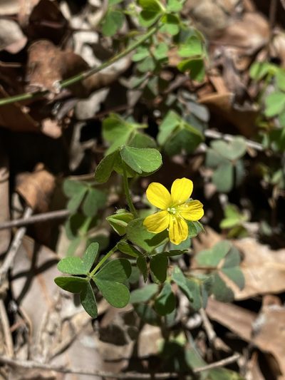 Oxalis chnoodes, photographed by Greg Tasney