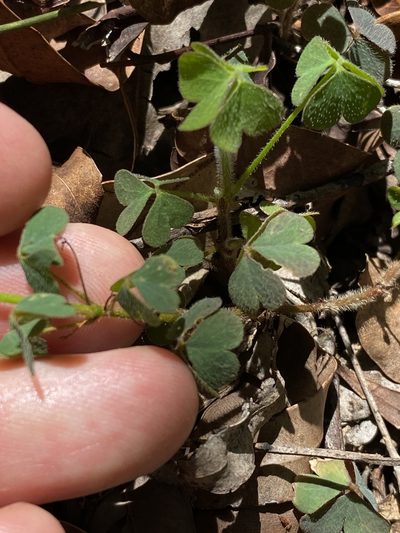 Oxalis chnoodes, photographed by Greg Tasney