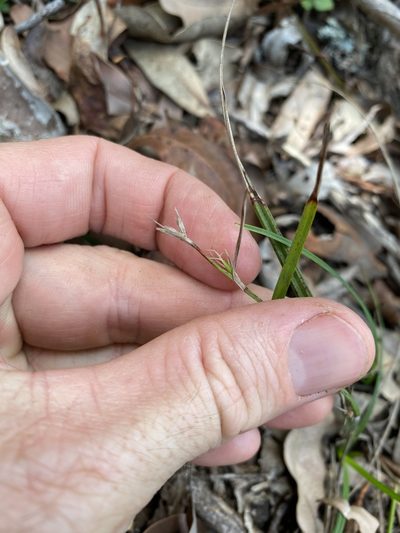 Scleria mackaviensis, photographed by Greg Tasney