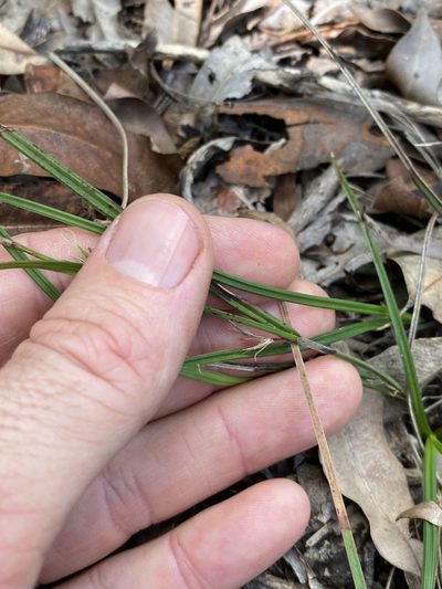 Scleria mackaviensis, photographed by Greg Tasney