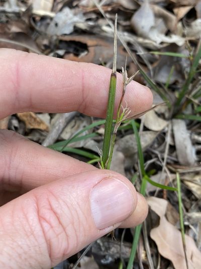 Scleria mackaviensis, photographed by Greg Tasney