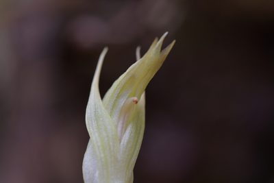 Pterostylis irsoniana, photographed by Christopher Stephens