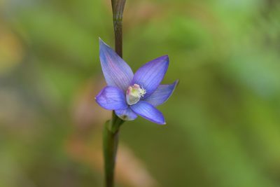 Thelymitra formosa, photographed by Christopher Stephens