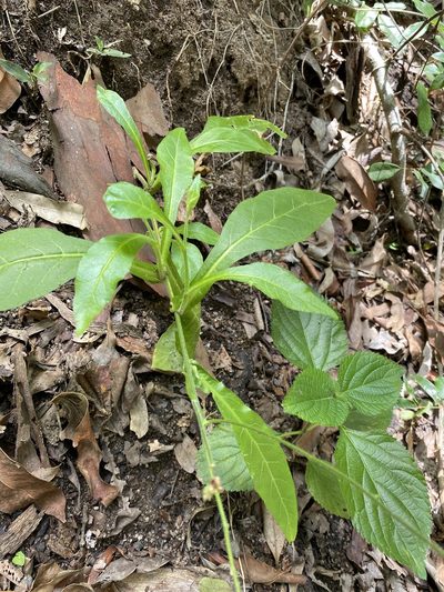 Nicotiana forsteri, photographed by Greg Tasney