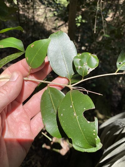 Rhodamnia dumicola, photographed by Greg Tasney