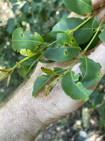 Rhodamnia dumicola, photographed by Greg Tasney