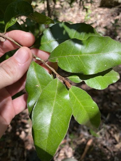 Planchonella myrsinifolia, photographed by Greg Tasney