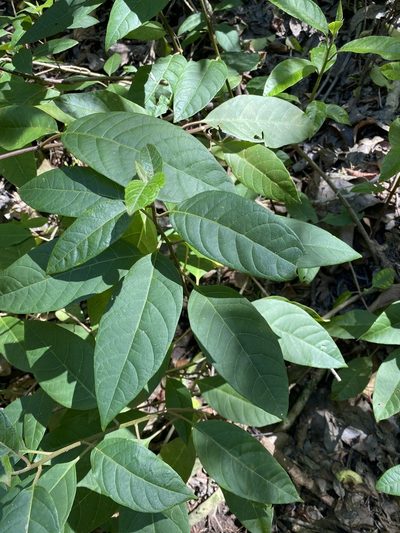 Deeringia arborescens, photographed by Greg Tasney