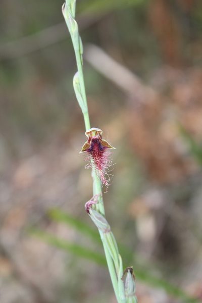 Calochilus gracillimus, photographed by mitchell holliday