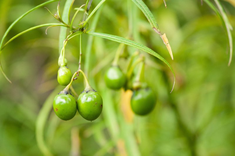 Solanum vescum, photographed by Rolf Lawrenz