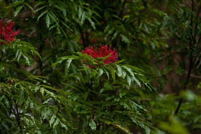 Alloxylon pinnatum, photographed by Rolf Lawrenz