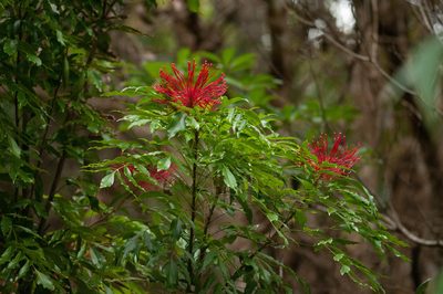 Alloxylon pinnatum, photographed by Rolf Lawrenz