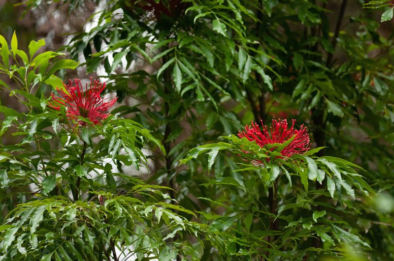 Alloxylon pinnatum, photographed by Rolf Lawrenz