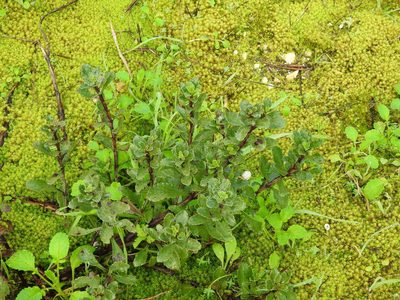 Scrophularia frutescens, photographed by Duarte Frade