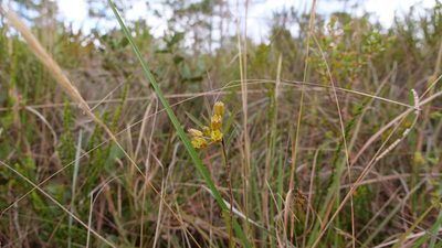Asclepias pedicellata, photographed by Valerie Anderson