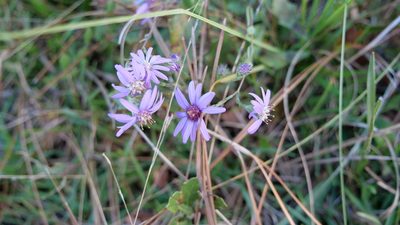 Symphyotrichum concolor, photographed by Valerie Anderson