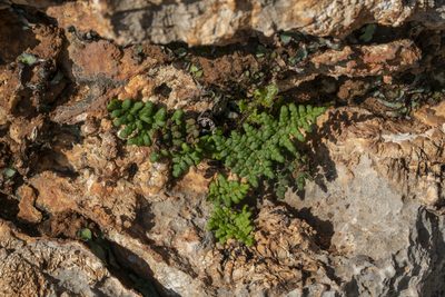 Aleuritopteris acrostica, photographed by Eleftherios Katsillis