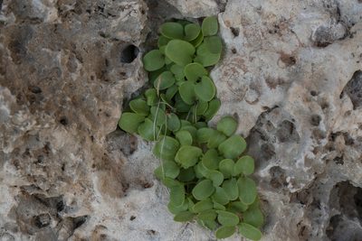 Theligonum cynocrambe, photographed by Eleftherios Katsillis