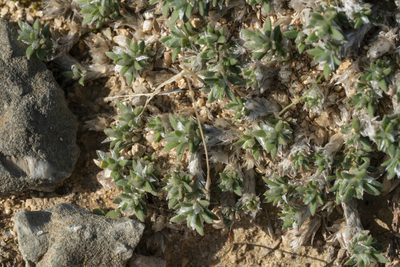 Paronychia macrosepala, photographed by Eleftherios Katsillis