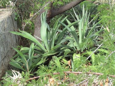 Agave horrida, photographed by Breno Figueiredo