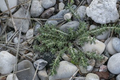 Paronychia macrosepala, photographed by Eleftherios Katsillis