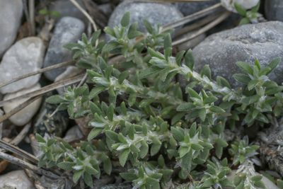 Paronychia macrosepala, photographed by Eleftherios Katsillis
