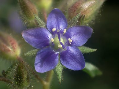 Hydrolea zeylanica, photographed by 葉子