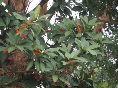 Eriobotrya deflexa, photographed by 葉子