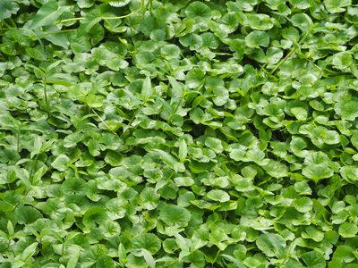 Hydrocotyle leucocephala, photographed by 葉子