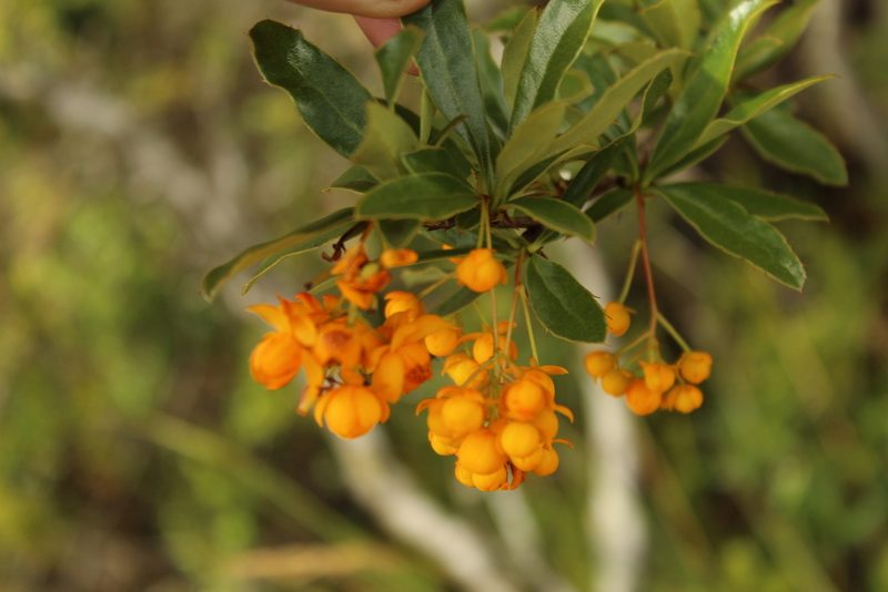 Berberis rigidifolia, photographed by Andrés Ramírez-Barrera