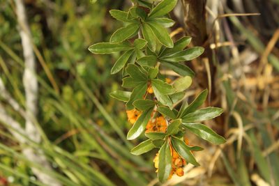 Berberis rigidifolia, photographed by Andrés Ramírez-Barrera