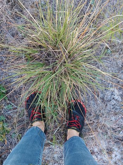 Sporobolus floridanus, photographed by Scott Allen Davis