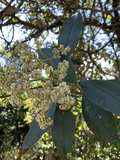 Buddleja bullata, photographed by Diego F. Cisneros-Heredia